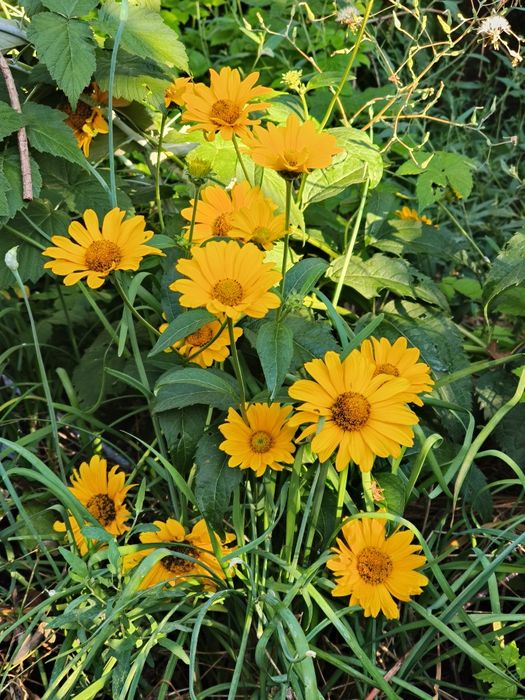 Гелиопсис многолетний. Жёлтые садовые цветы.