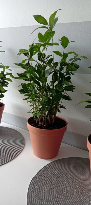 Wawrzyn liść laurowy