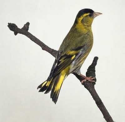Varias aves de fauna 2025/2026