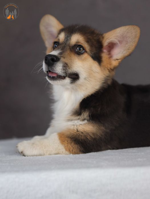 Welsh Corgi Pembroke - rodzice przebadani na chor. gen