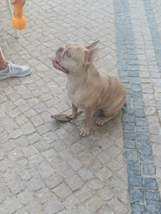 Buldog frances sob orçamento
