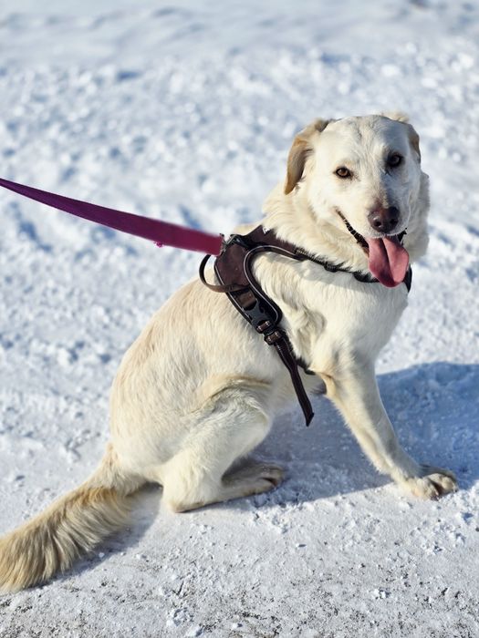 Biała piękna sunia