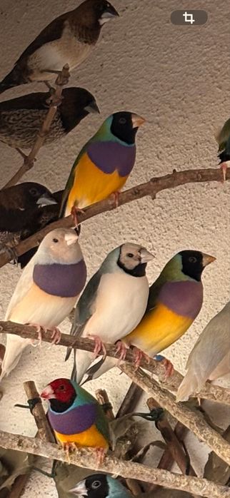 Diamantes de gould