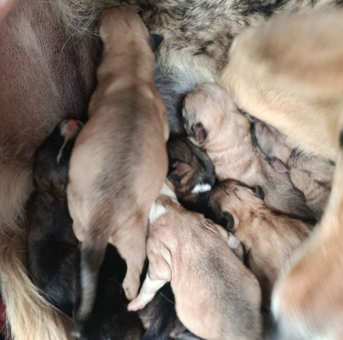 Щенки бесплатно в добрые руки