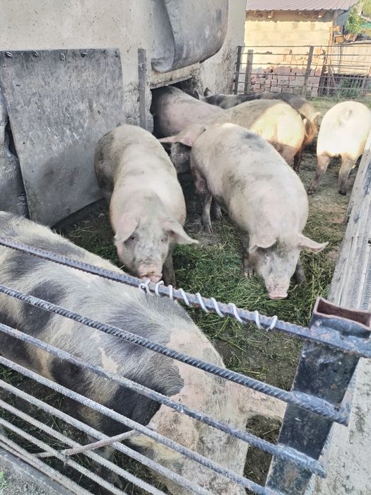 Продам свині різної ваги