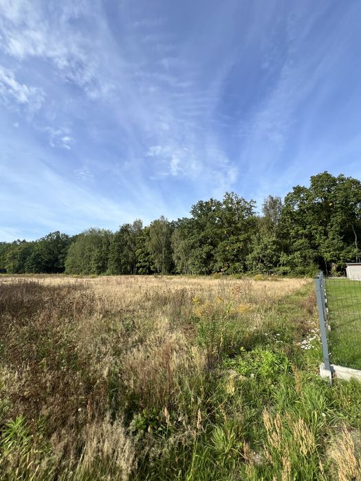 Działka przy lesie - Lipinki Łużyckie - Widok 3
