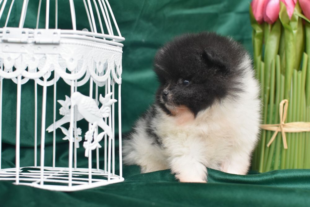 Міні хлопчик