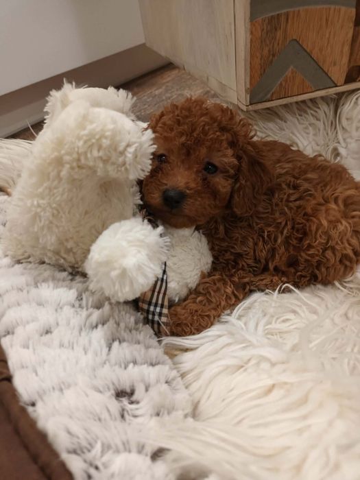 Pudel mały   chlopczyk toy/miniatura