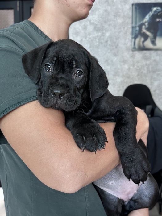 Продам девочку Кане Корсо