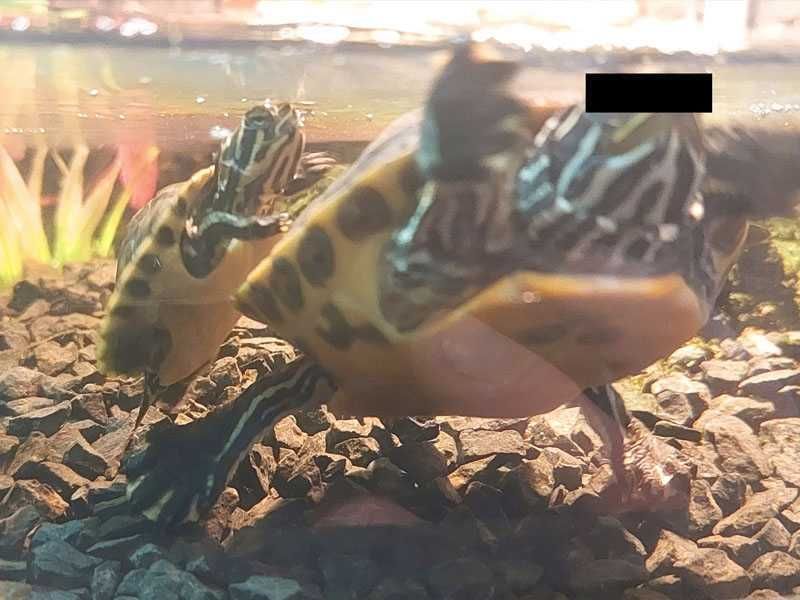 Żółw wodno-lądowy, hieroglifowy, 1 roczek.