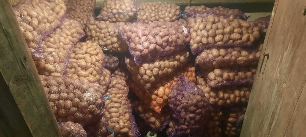 Картопля домашня