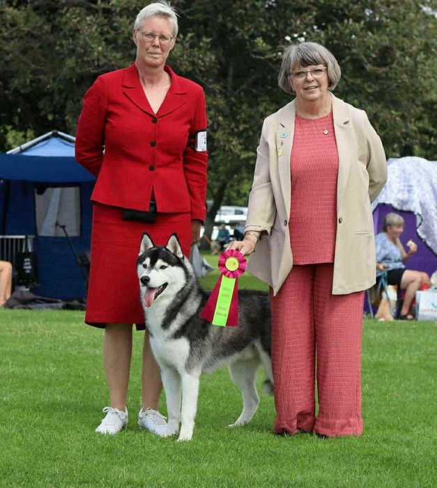 La Dam Latea FCI - Siberian Husky - szczeniak z rodowodem ZKwP