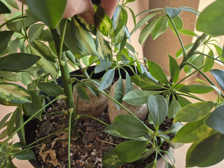 Schefflera arboricola szeflery 3 sztuki!
