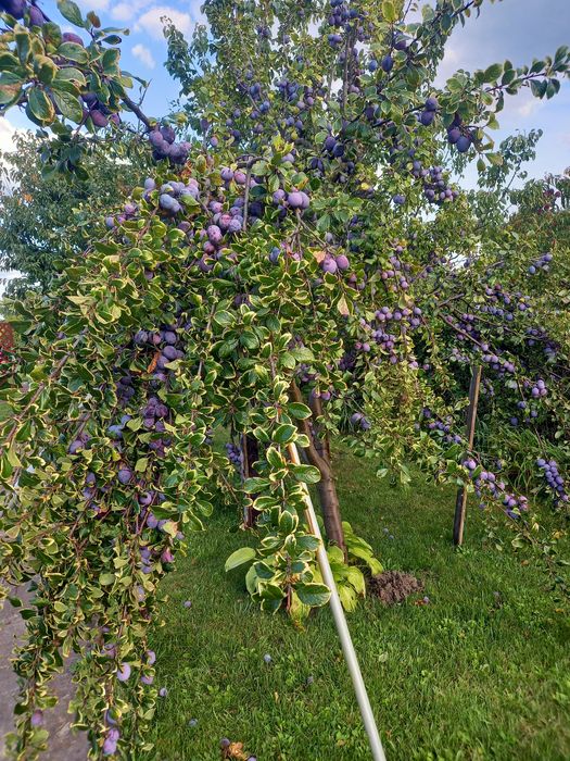 Sprzedam działkę ROD