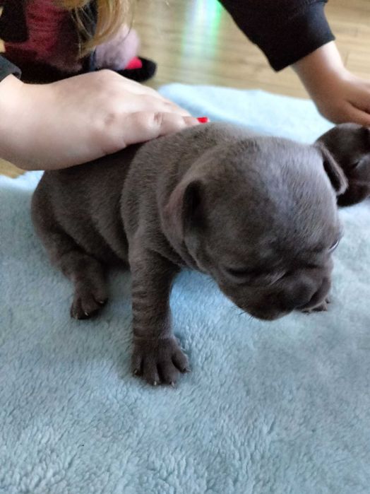 Buldog francuski blue