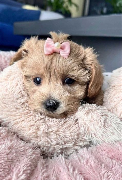 Maltipoo, śliczna i delikatna Sunia.