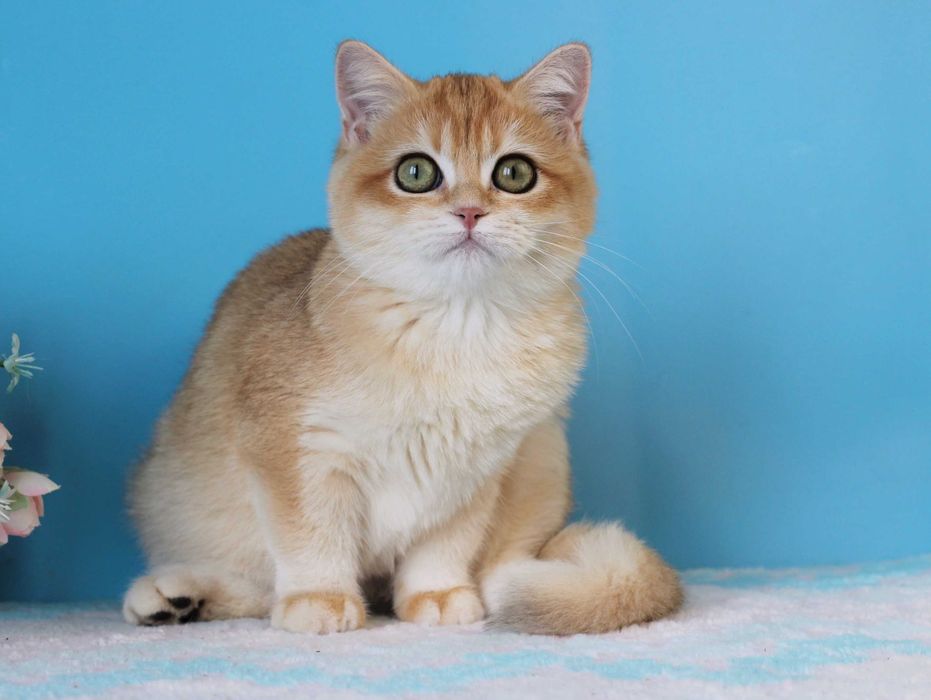 Яркий британський котик