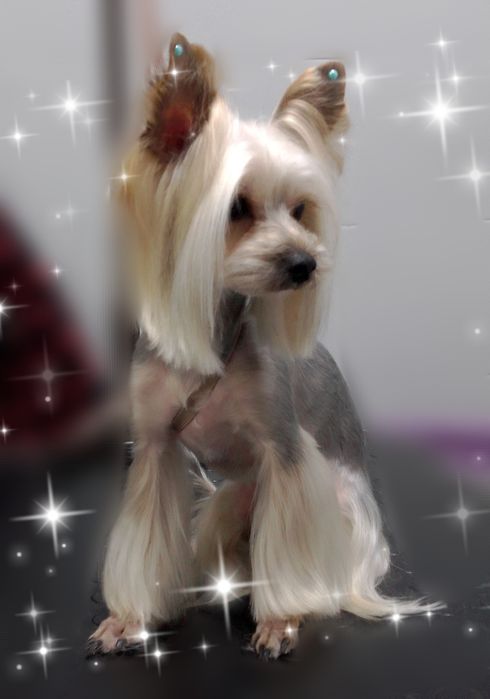 Грумінг собак, котів. Виїзд додому.