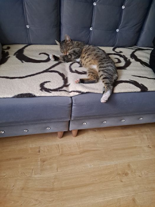 Znaleziono kota kotkę