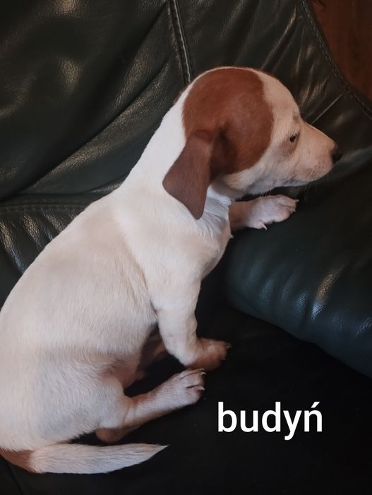 Budyń piesek Jack Russell terrier