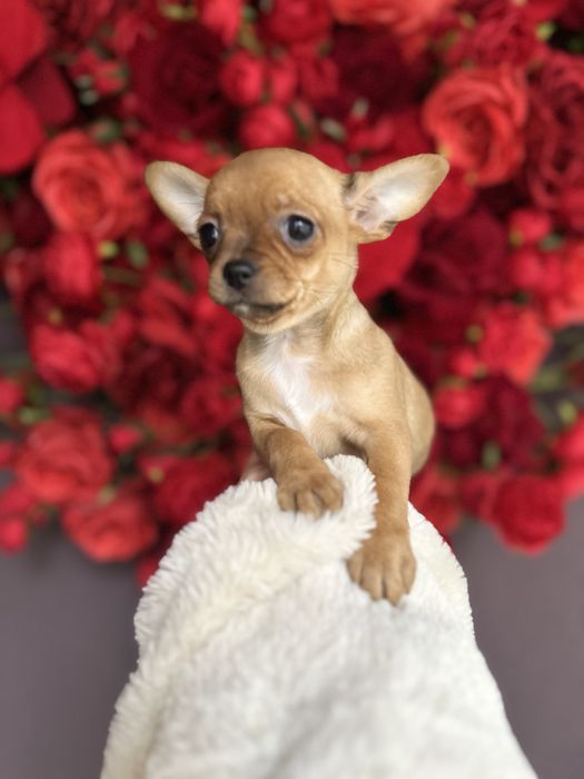 Шикарна ізабеллова міні крихітка чіхуахуа найкращий подарунок