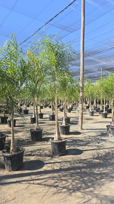 Coqueiros em vaso 250cm-350CM-400CM