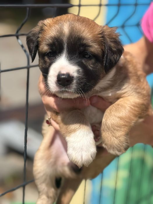 Aurora - suczka szczeniak do adopcji