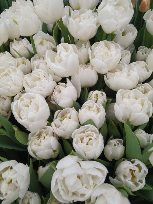 Цибулини тюльпанів після вигонки