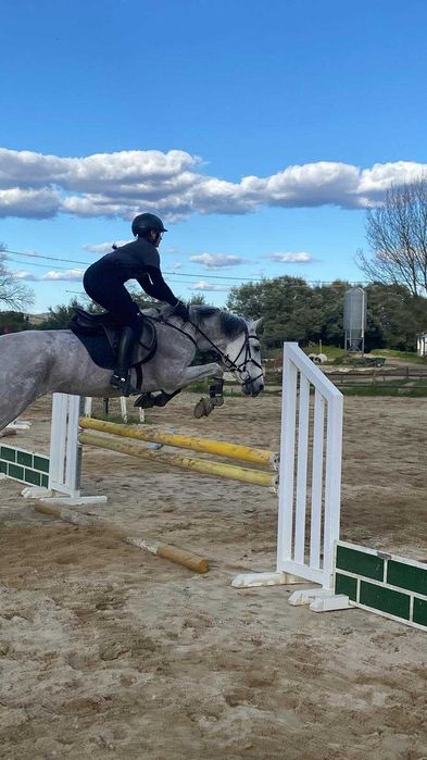Vendo cavalo PSL com Livro Azul