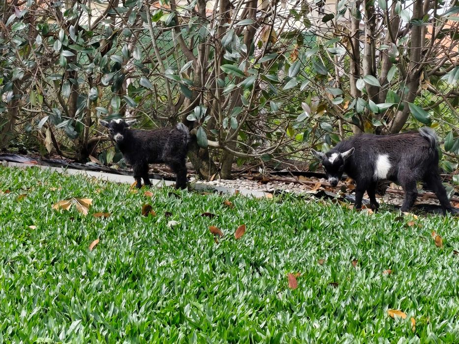 Cabras anãs, super dóceis