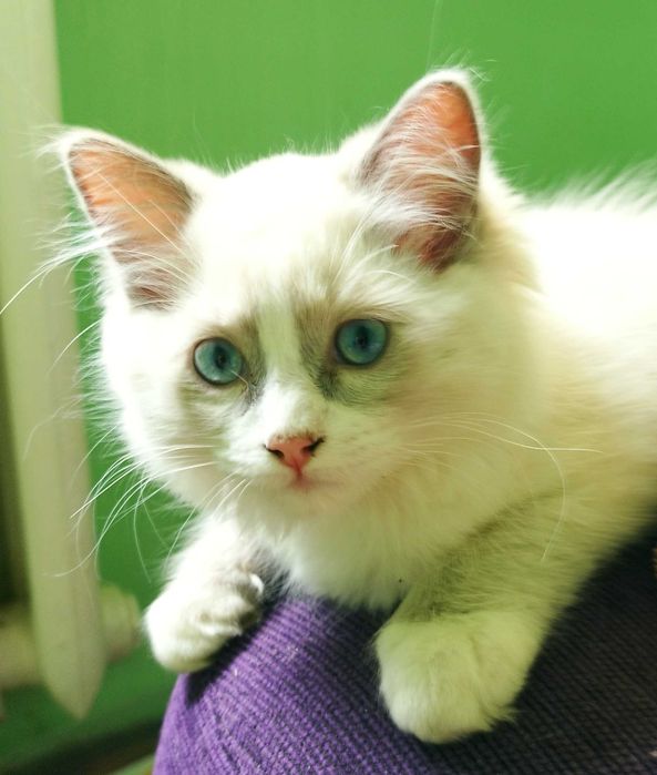 ragdoll na sprzedaż kocie