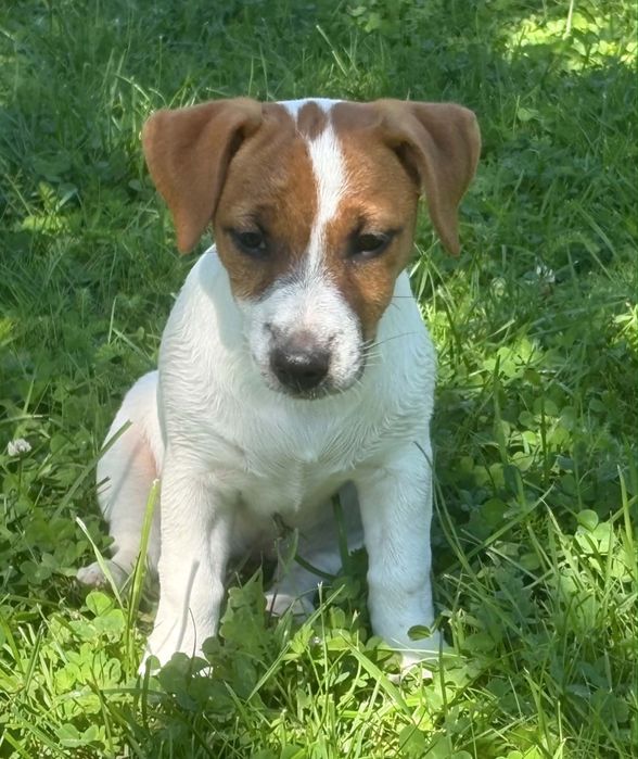 Jack Russell Terrier –  suczka Jaga