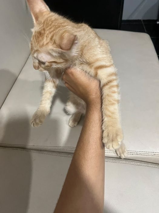 Dou gato macho laranja