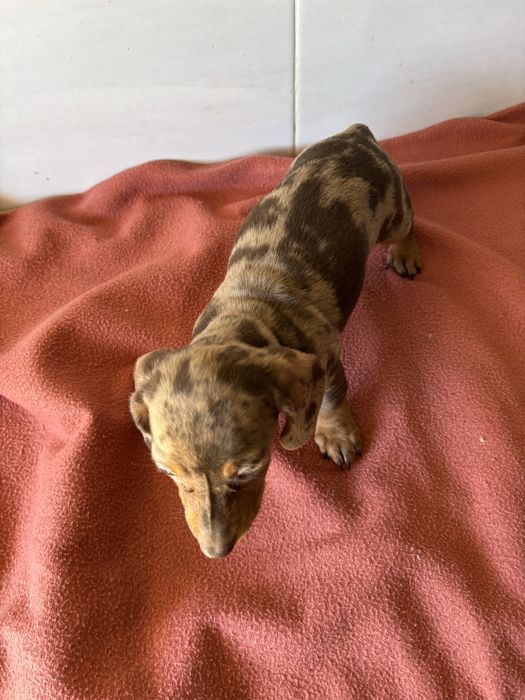 Teckel femea miniatura de pelo curto