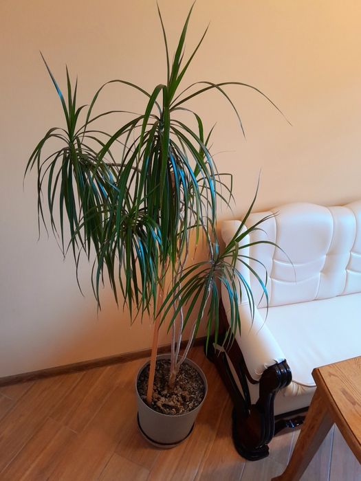 Драцена Маргината