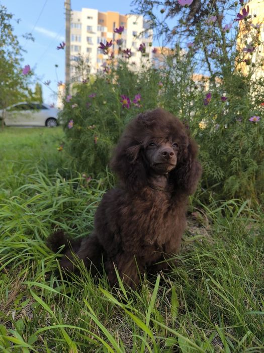 Пудель шоколадный той КСУ
