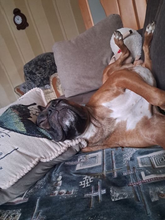 Вязка кобель боксер