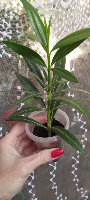 Олеандр цвет розовый