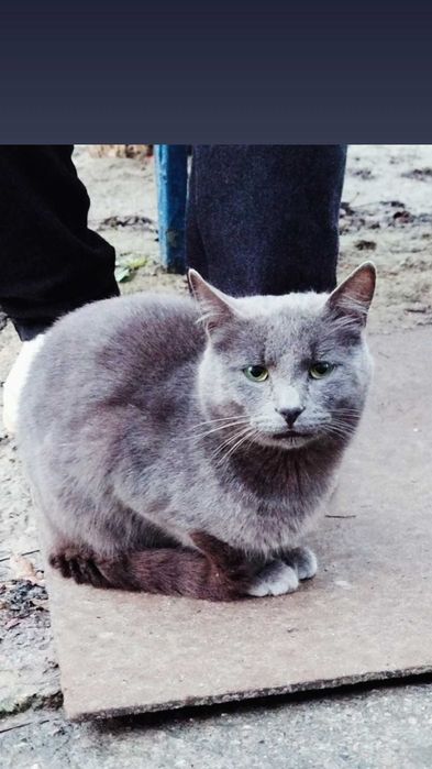 Отдам серого кота, метис русской голубой, 1 год