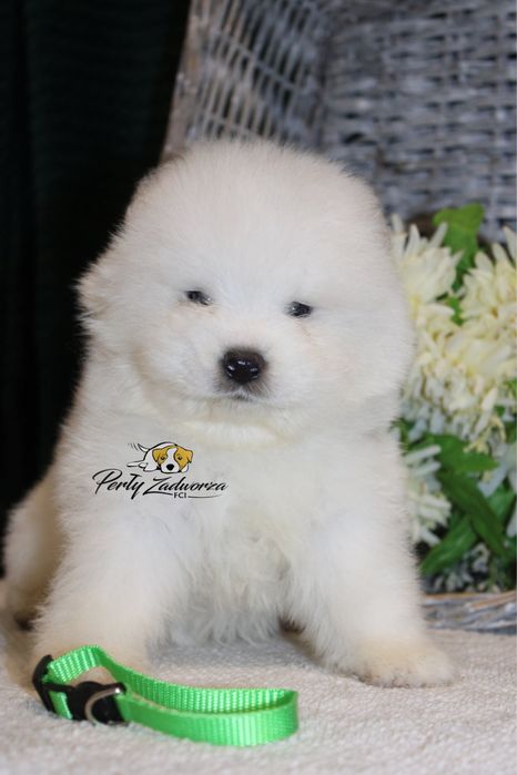 Piesek Samoyed *ZKwP FCI*