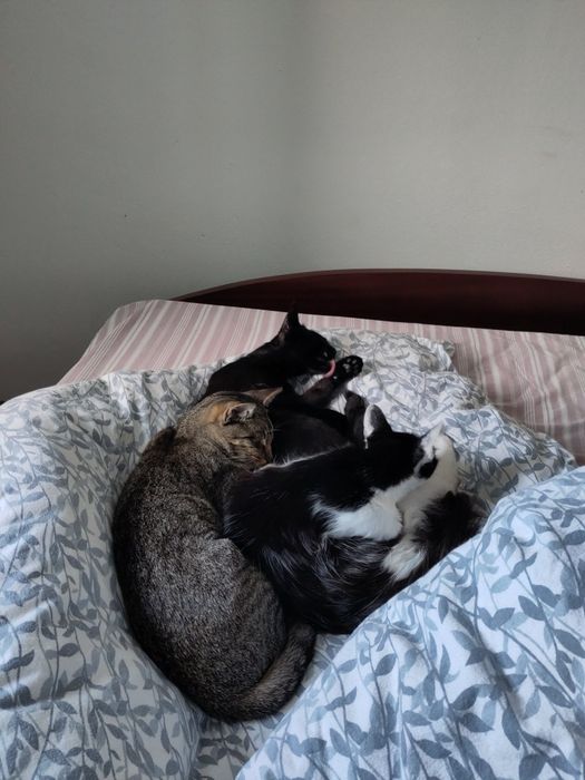 Gattos 1 anos, castrado