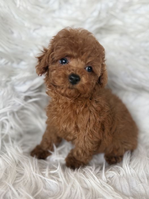 Pudel toy suczka malutka