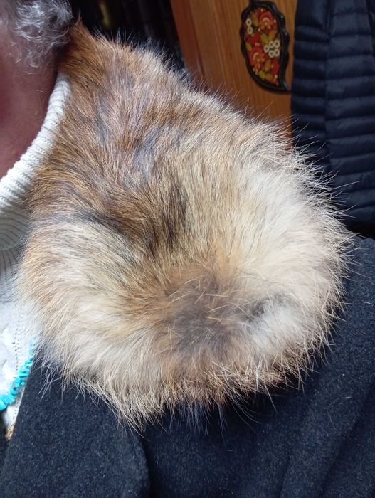 Samarra Alentejana com pêlo raposa