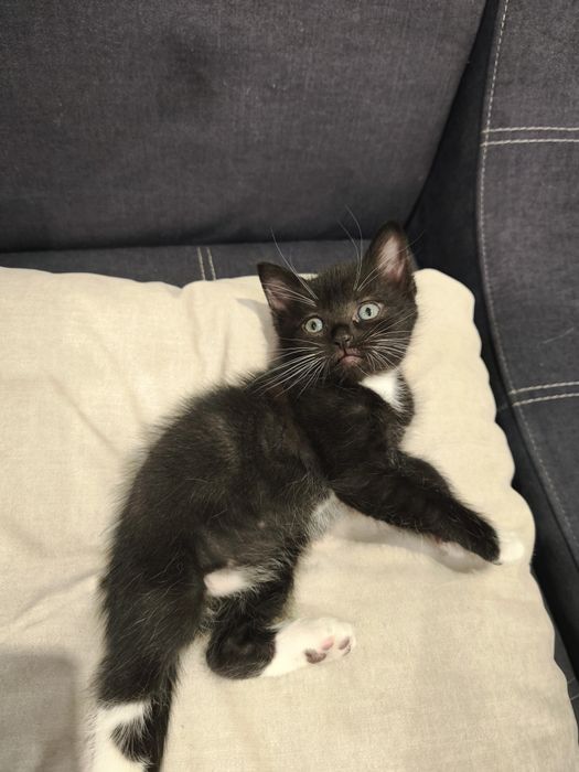 Котенок мальчик чёрно-белый 1 месяц  кошеня кошенятко