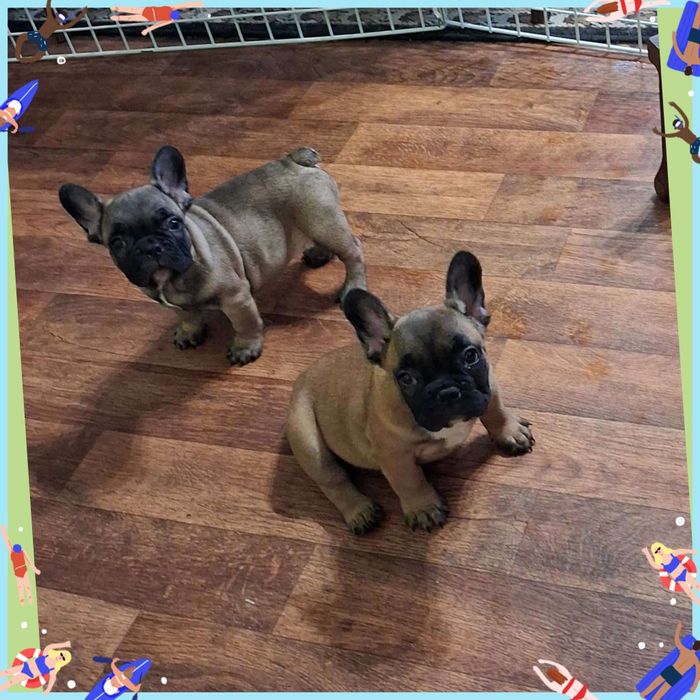 Веселі бульдожата