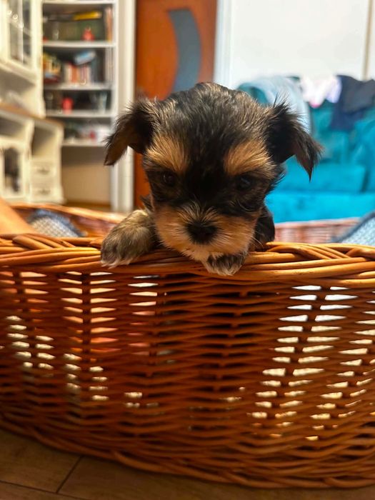 yorkshire suczka terrier rodowód