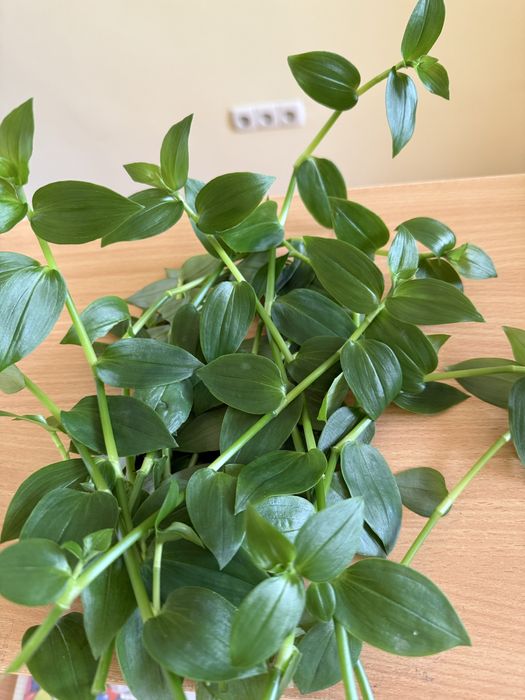 Отдам в хорошие руки традесканцию