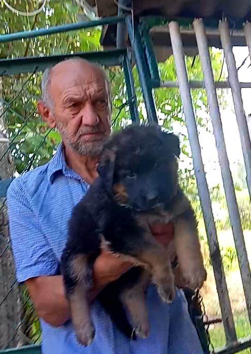 Питомник "THE GOLDEN PATH TO VICTORIY" предлогает роскошных щенков