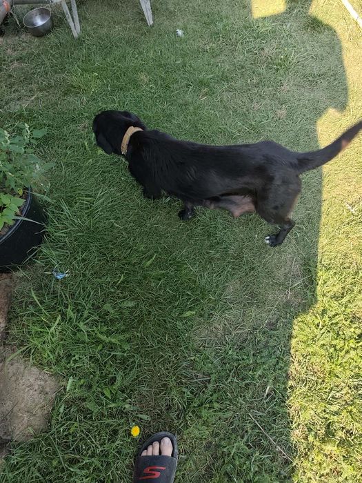 Oddam za darmo dwumiesięczne pieski