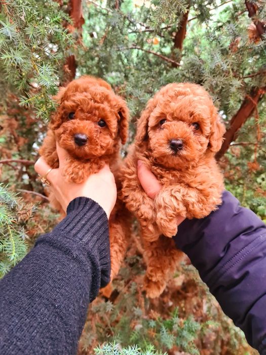 Мальчики и девочка